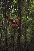 Sumatran Orangutan (Pongo abelii) twenty-six year old male, named Halik, supported by liana, Gunung Leuser National Park, Sumatra, Indonesia