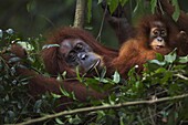 Sumatran Orangutan (Pongo abelii) twenty-two year old female, named Sandra, in day nest with her female baby, named Sandri, Gunung Leuser National Park, Sumatra, Indonesia