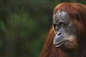 Sumatran Orangutan (Pongo abelii) thirty-six year old female, named Suma, Gunung Leuser National Park, Sumatra, Indonesia