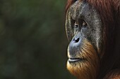 Sumatran Orangutan (Pongo abelii) twenty-six year old male, named Halik, Gunung Leuser National Park, Sumatra, Indonesia