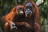 Sumatran Orangutan (Pongo abelii) twenty-four year old female, named Ratna, with female baby, named Global, Gunung Leuser National Park, Sumatra, Indonesia