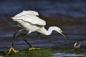 Little Egret (Egretta garzetta), Asturias, Spain