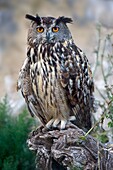Eurasian Eagle-Owl (Bubo bubo), Saxony-Anhalt, Germany