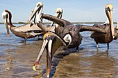 Brown Pelican (Pelecanus occidentalis) group in shallow water, Florida