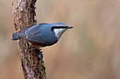 Wood Nuthatch (Sitta europaea), Brandenburg, Germany