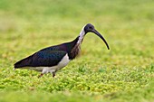 Straw-necked Ibis (Threskiornis spinicollis), Victoria, Australia