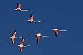 European Flamingo (Phoenicopterus roseus) flock flying, Camargue, France