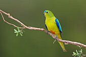 Orange-bellied Parrot (Neophema chrysogaster), Tasmania, Australia