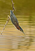 Green Heron (Butorides virescens), Arizona