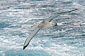 Wandering Albatross (Diomedea exulans), Antarctica