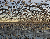 Snow Goose (Chen caerulescens) flock taking flight, New Mexico