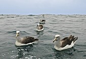 Salvin's Albatross (Thalassarche salvini), New Zealand