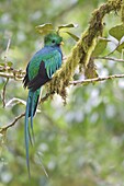 Resplendent Quetzal (Pharomachrus mocinno) male, Costa Rica