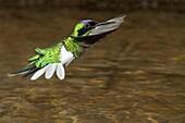 Purple-crowned Fairy (Heliothryx barroti), Costa Rica