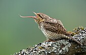 Eurasian Wryneck (Jynx torquilla), Rhineland-Palatinate, Germany