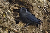 Eurasian Jackdaw (Corvus monedula), Germany