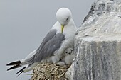 Black-legged Kittiwake (Rissa tridactyla), Scotland