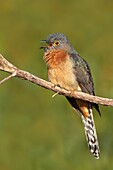 Fan-tailed Cuckoo (Cacomantis flabelliformis), Victoria, Australia