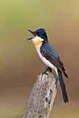 Restless Flycatcher (Myiagra inquieta) calling, Victoria, Australia