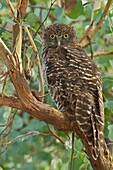 Powerful Owl (Ninox strenua), Victoria, Australia