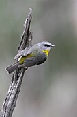 Yellow Robin (Eopsaltria australis), Victoria, Australia