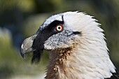 Bearded Vulture (Gypaetus barbatus)