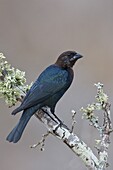 Brown-headed Cowbird (Molothrus ater), Texas