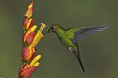 Green-crowned Brilliant (Heliodoxa jacula), Ecuador