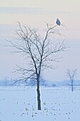Snowy Owl (Nyctea scandiaca), Ontario, Canada