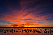 Snow Goose (Chen caerulescens) flock at sunset, New Mexico