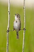 Seaside Sparrow (Ammodramus maritimus) singing, Texas