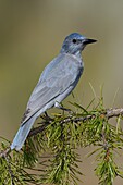 Pinyon Jay (Gymnorhinus cyanocephalus), Oregon