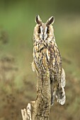 Long-eared Owl (Asio otus), Germany