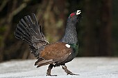 Western Capercaillie (Tetrao urogallus) male, Baden-Wurttemberg, Germany