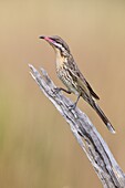 Spiny-cheeked Honeyeater (Acanthagenys rufogularis), Victoria, Australia