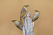 Yellow-plumed Honeyeater (Lichenostomus ornatus) group on snag, Victoria, Australia