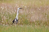 Pacific Heron (Ardea pacifica), Victoria, Australia