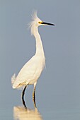 Snowy Egret (Egretta thula), Florida