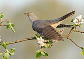 Common Cuckoo (Cuculus canorus), Baden-Wurttemberg, Germany