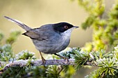 Sardinian Warbler (Sylvia melanocephala) male, Castile-La Mancha, Spain