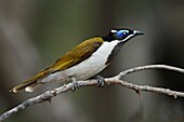 Blue-faced Honeyeater (Entomyzon cyanotis), Victoria, Australia