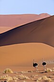 Ostrich (Struthio camelus) pair in desert, Namib-Naukluft National Park, Namibia