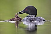 Common Loon (Gavia immer) feeding chick, British Columbia, Canada