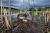 Red-necked Grebe (Podiceps grisegena) at nest in swamp, British Columbia, Canada