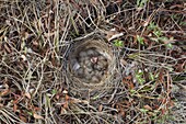 Lapland Bunting (Calcarius lapponicus) chicks in nest, Alaska
