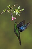 Great Sapphirewing (Pterophanes cyanopterus) male feeding on nectar, Ecuador