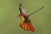 Ruby-topaz Hummingbird (Chrysolampis mosquitus) male hovering, Trinidad and Tobago