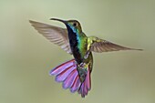 Black-throated Mango (Anthracothorax nigricollis) male, Trinidad and Tobago