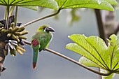 Crimson-rumped Toucanet (Aulacorhynchus haematopygus), Ecuador