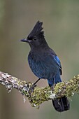 Steller's Jay (Cyanocitta stelleri), British Columbia, Canada